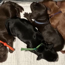 Australian Labradoodle Puppies from Happy-Go-Lucky Australian Labradoodles