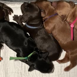 Australian Labradoodle Puppies from Happy-Go-Lucky Australian Labradoodles