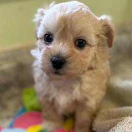 Jordan - Apricot male Maltipoo puppy in Colonial Beach, Virginia from BeachRidge Pups