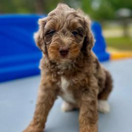 Rosco - Brown merle male Aussiedoodle puppy in Liberty, Texas from Poodles and Doodles Most Excellent Adventures