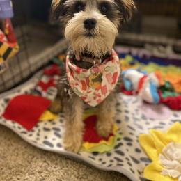 Schnoodle Puppies from Noodle Tings Puppies
