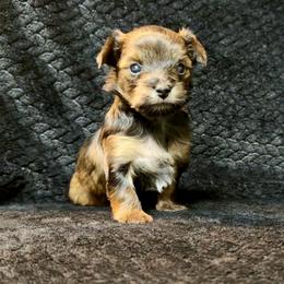Scooter - Black and gold male Yorkshire Terrier puppy in Pryor, Oklahoma from DK’s Littles & Co