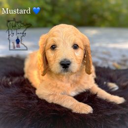 Mustard - Goldendoodle puppy from North Star Dog Training