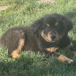 Australian Shepherd, Miniature Australian Shepherd, and Toy Australian Shepherd Puppies from Brushy Creek Aussies & Mini Aussies