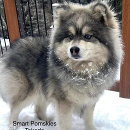 Koda - Pomsky