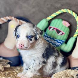 Cyrus - Blue merle male Miniature Australian Shepherd puppy in California from Eagle River Aussies