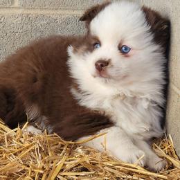 Ice - Chocolate male Pomsky puppy in Gladstone, Virginia from Rustic Charms Miniature Huskys