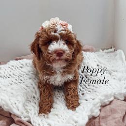 Poppy - Red  female Poodle puppy in Portage, Utah from Pugsley Poodles