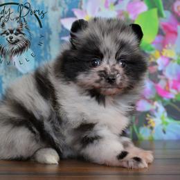 Unique - Blue merle female Pomeranian puppy in Fultonville, New York from Sandy Aussies & Pomeranians