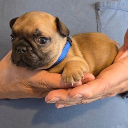 Boy 1 - Fawn male French Bulldog puppy in Solway, Minnesota from PcFrenchies