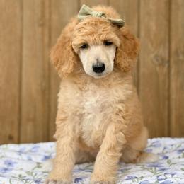 Dorothy - Red  female Poodle puppy in Bellville, Ohio from Cedar Ridge Standard Poodles