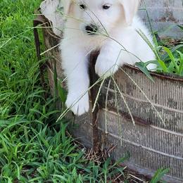 Golden Retriever Puppies from Fiddle In Gold Retrievers