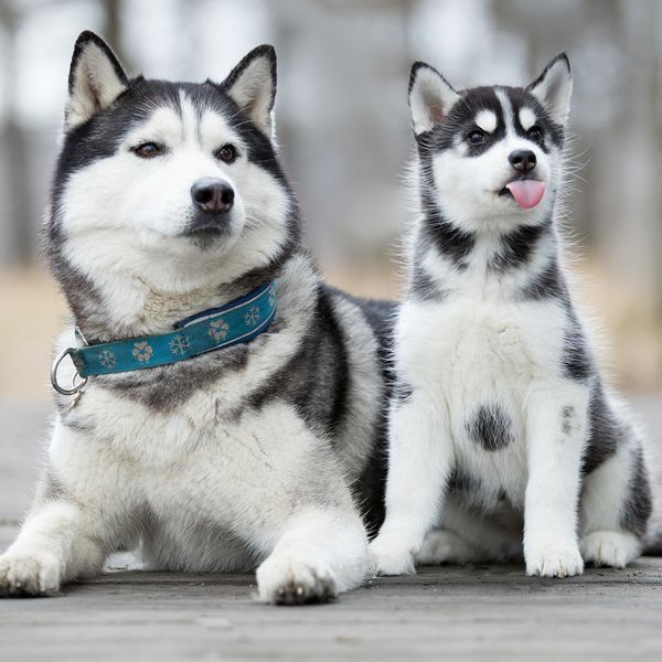 Husky Siberiano