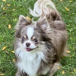 Stella - Blue fawn female Chihuahua puppy in Red Bluff, California from Aye Chihuahua