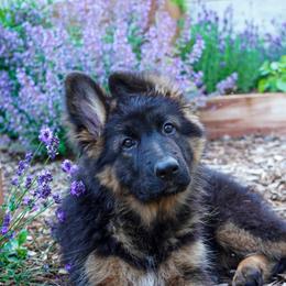 Hot pink collar - Black and red female German Shepherd puppy in Howell, Michigan from Sheyenne’s Shepherds