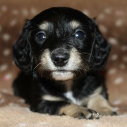 Beans - Black and cream male Dachshund puppy in Roanoke, Alabama from 3B Doxies