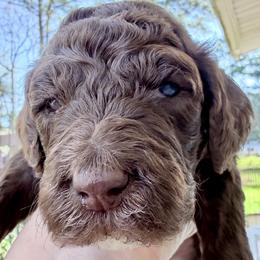 Mocha - Chocolate male Goldendoodle puppy in Wake Forest, North Carolina from Wake Forest Darling Doodles