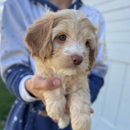 Sarge - Apricot male Cavapoo puppy in Cedar City, Utah from Baird Poodles and Doodles
