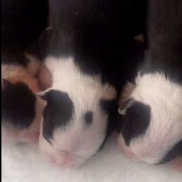 Boston Terriers from "Got A Shot"