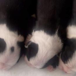 Boston Terriers from "Got A Shot"