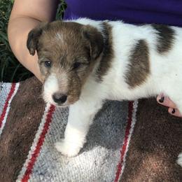 Wire Fox Terrier Puppies from Lyndon Meadow Farm