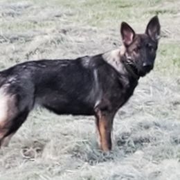 Girl 1 - Sable German Shepherd puppy in Eustace, Texas from Macanta K9