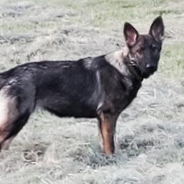 Girl 1 - Sable German Shepherd puppy in Eustace, Texas from Macanta K9