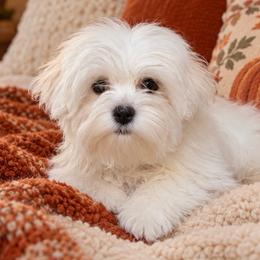 Boy - White male Maltese puppy in Charlotte, North Carolina from Toy Poodle and Maltese Perfection
