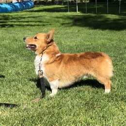 Jax - Pembroke Welsh Corgi