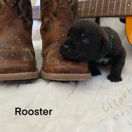 Rooster - Brindle male Mastiff puppy in Sioux Falls, South Dakota from Clearbrook Mastiffs