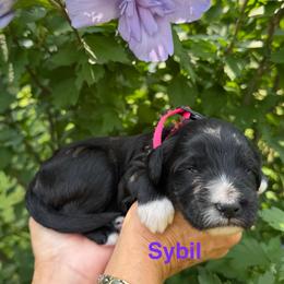 Sybil (Ludington) - Black female Goldendoodle puppy in Newark, Ohio from Valleydayle Doodles and Wheatens