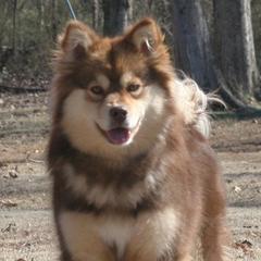 Finnish Lapphunds from Sugarok Kennel