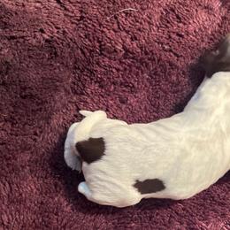Gizmo - Wirehaired Pointing Griffon puppy from Two Rivers Kennels - Wirehaired Pointing Griffons