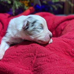 Boy 3 - Blue merle Australian Shepherd puppy in Cape Coral, Florida from Carrotwood Kennel Australian Shepherds