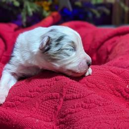 Boy 3 - Blue merle Australian Shepherd puppy in Cape Coral, Florida from Carrotwood Kennel Australian Shepherds