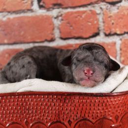 Bernedoodle Puppies from Caribou Doodles