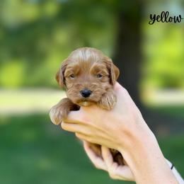 Yellow girl - Red  female Goldendoodle puppy in Valdese, North Carolina from Doodling All Day Goldendoodles