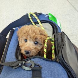 Goldendoodle Puppies from Ruby's Doodle Doos