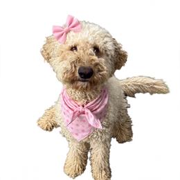 Winnie - Goldendoodle