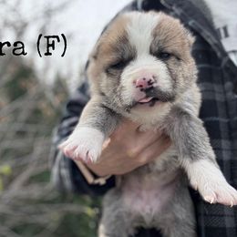 Zadira - Fawn female Central Asian Shepherd Dog puppy in Island City, Oregon from Alabaivalley