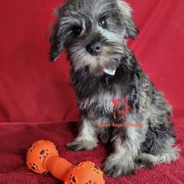 Boy 2 - male Miniature Schnauzer puppy in Fairhope, Alabama from Puppy Sugars Kennels