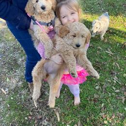 Assorted Doodle Crosses Puppies from Southern Star Goldendoodles