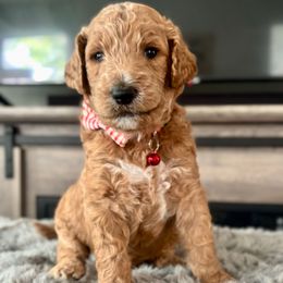 Bentley - Brown and white male Bernedoodle puppy in San Antonio, Texas from Pyper Bernedoodles SATX
