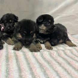 Tiana - Black and tan female German Shepherd puppy in Stanardsville, Virginia from Majestic K9 LLC