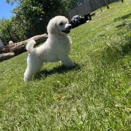 Poodle All Grown Up from Purley Poodles