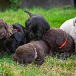 Labrador Retriever Puppies from Mayfield Farm