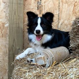 Australian Shepherd and Border Collie All Grown Up from Lightspeed Kennels