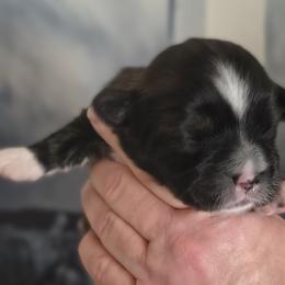 Chewie - Brindle male Lhasa Apso puppy in Greenville, South Carolina from Lots of Lhasa Love