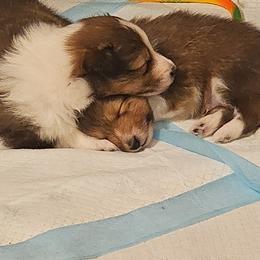 Shetland Sheepdog Puppies from Fawn Lane Shetland Sheepdogs