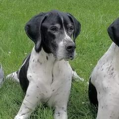 Pointers from Crescendo Pointers